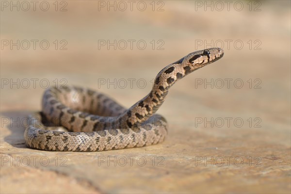 Transcaucasian Ratsnake (Zamenis hohenackeri tauricus)