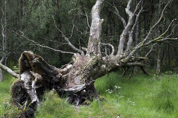 Uprooted tree