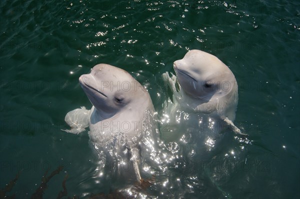 Two young Beluga Whales or White Whales (Delphinapterus leucas)