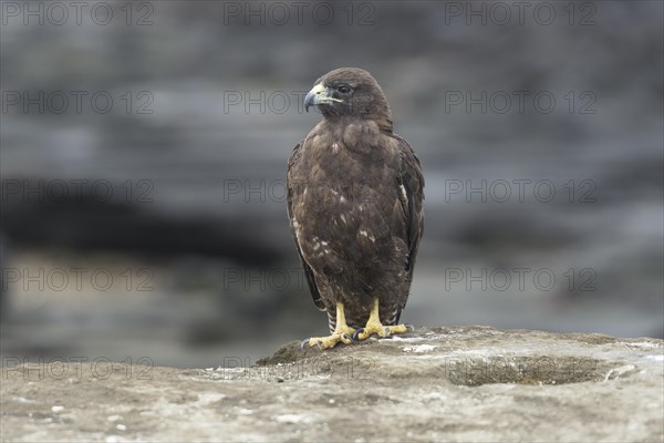 Galapagos Hawk (Buteo galapagoensis)