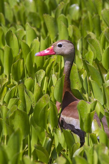 Black-bellied Whistling Duck (Dendrocygna autumnalis) in the water weeds