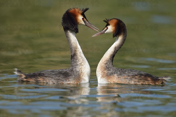 Great Crested Grebes (Podiceps cristatus)