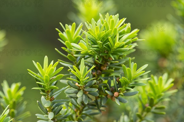 Japanese Yew (Taxus cuspidata)