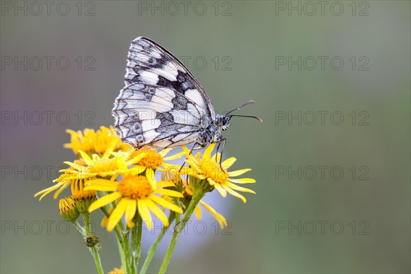 Marbled White (Melanargia galathea) on Ragwort (Senecio jacobaea)