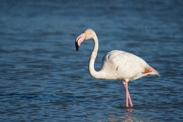 Flamingo (Phoenicopteridae)