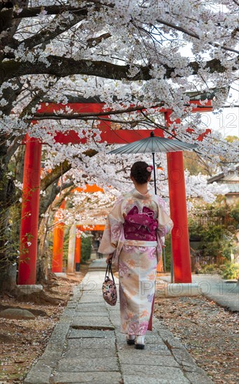 Japanese woman with kimono under blossoming cherry trees