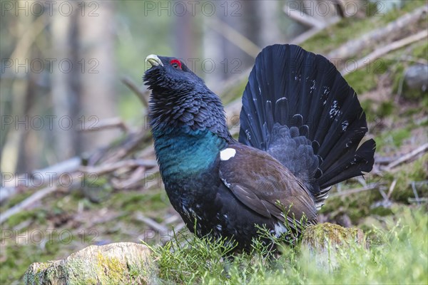 Capercaillie (Tetrao urogallus)