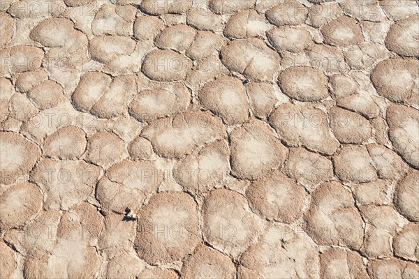 Dried sandy ground