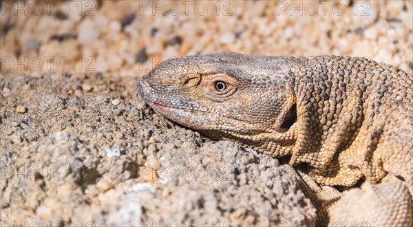 White-throated Monitor Lizard (Varanus albigularis)