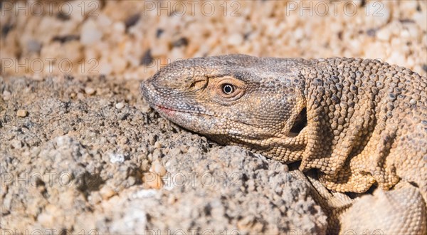 White-throated Monitor Lizard (Varanus albigularis)