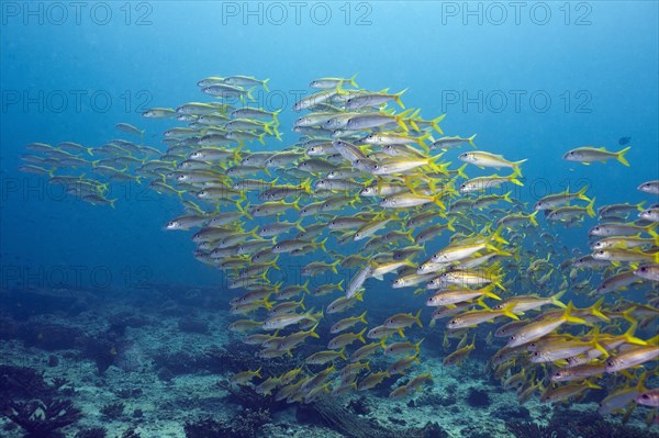 Yellowtail Snapper (Ocyurus chrysurus)