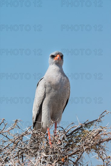 Eastern Chanting Goshawk (Melierax poliopterus) sitting in dry acacia