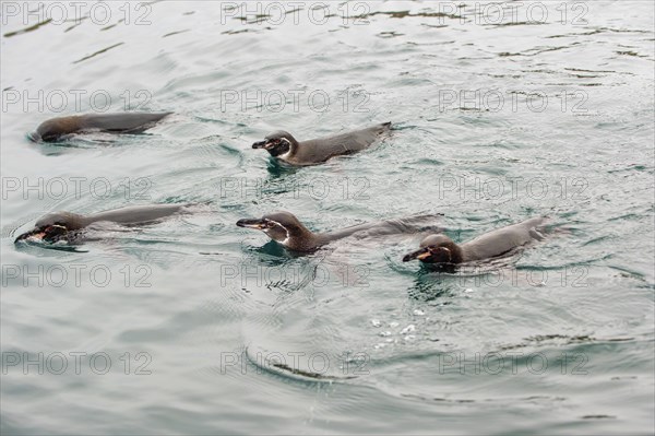 Galapagos Penguins (Spheniscus mendiculus)