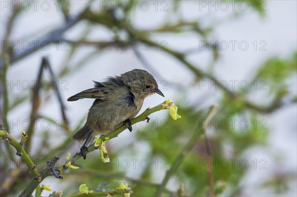 Warbler Finch (Certhidea olivacea)