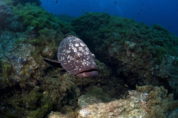 Dusky Grouper or Merou (Epinephelus marginatus)