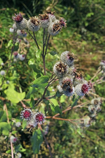 Downy burdock (Arctium tomentosum) with cobwebs in the morning dew