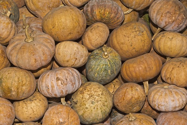 Pumpkins (Cucurbita) for sale on a market