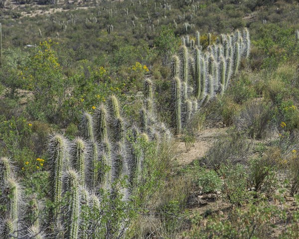 Copao Cactus (Eulychnia acida Phil.)
