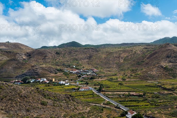 Plantations near Santiago del Teide