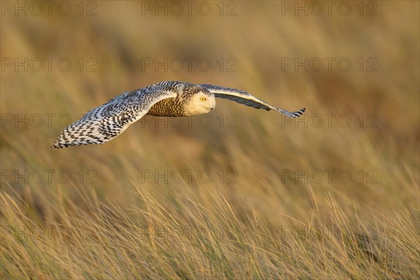 Snowy Owl (Bubo scandiacus)