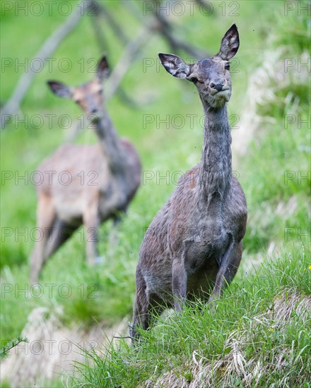 Red Deer (Cervus elaphus)