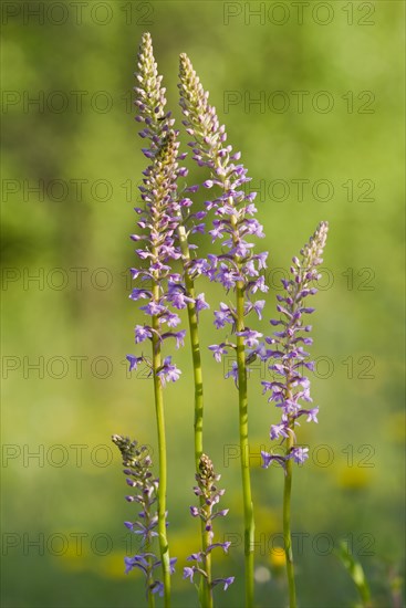 Fragrant orchid (Gymnadenia conopsea)