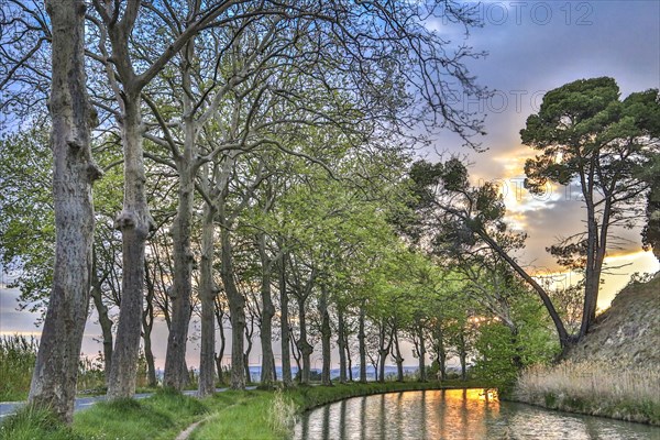 Plane tree avenue on the Canal du Midi