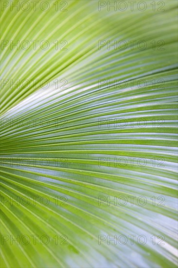 Leaf of a palm tree