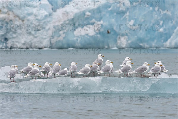 Glaucous Gulls (Larus hyperboreus) standing on an iceberg