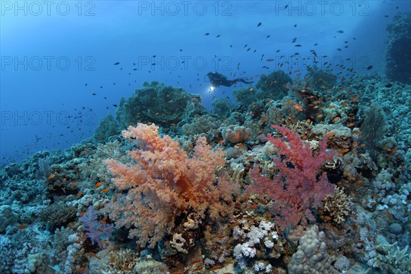 Scuba diver swimming above the corals of the densely overgrown eastern plateau of dive site Shaab Sharm