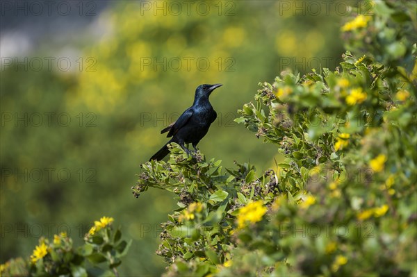 Red-winged Starling (Onychognathus morio)