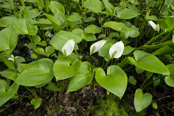 Bog Arum (Calla palustris)