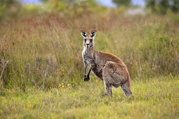 Eastern Grey Kangaroo (Macropus giganteus)