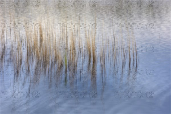 Reed stalks in water
