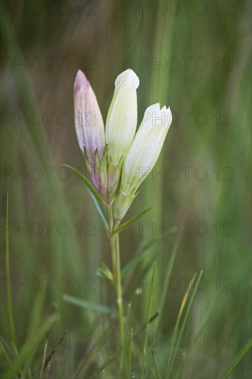 Marsh Gentian (Gentiana pneumonanthe)