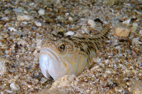 Greater Weever (Trachinus draco)