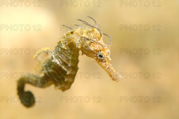 Short-snouted Seahorse (Hippocampus hippocampus)