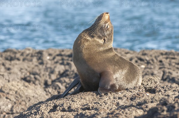 Galapagos Fur Seal (Arctocephalus galapagoensis)