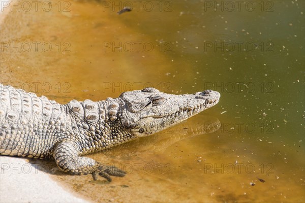 Nile Crocodiles (Crocodylus niloticus)