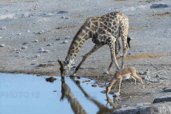 Giraffe (Giraffa camelopardis) and a Blacked-faced Impala (Aepyceros melampus petersi) drinking next to each other at the Chudop waterhole