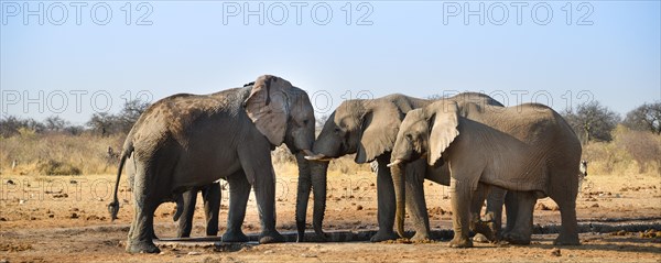 Two elephants playfully fighting