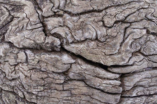 Weathered wood
