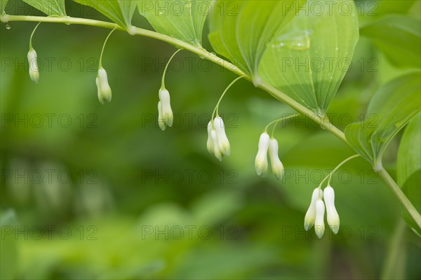 Solomon's Seal or Eurasian Solomon's Seal (Polygonatum multiflorum)