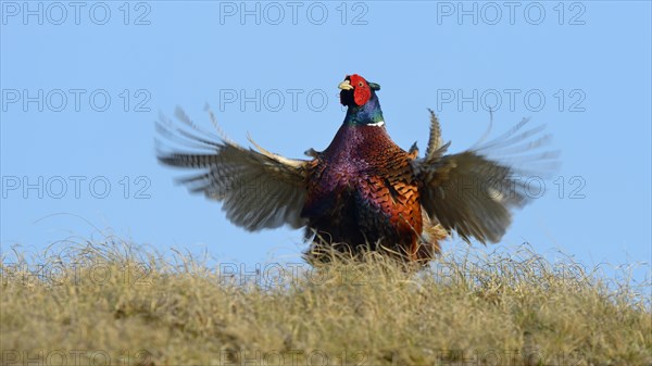 Common Pheasant (Phasianus colchicus)