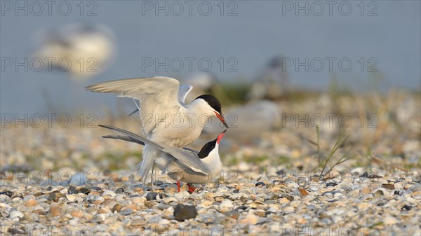 Common Terns (Sterna hirundo)