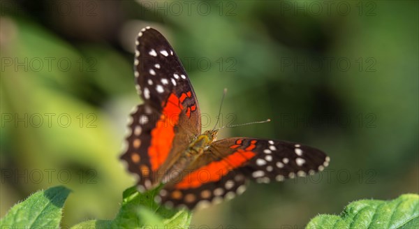 Brown Peacock or Scarlet Peacock (Anartia amathea)