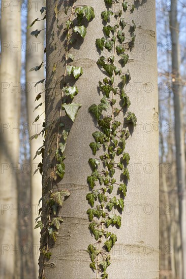 Common Ivy (Hedera helix)