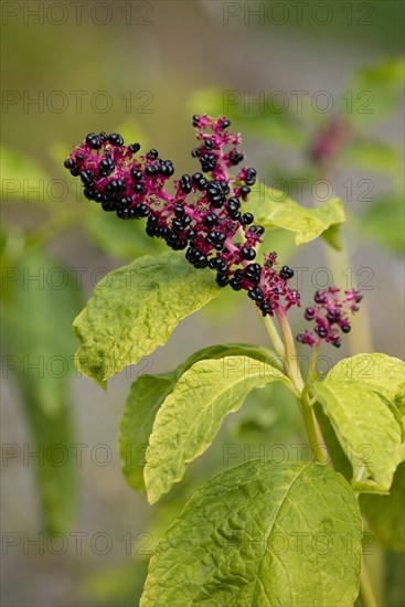 Red-ink Plant or Indian Pokeweed (Phytolacca acinosa)