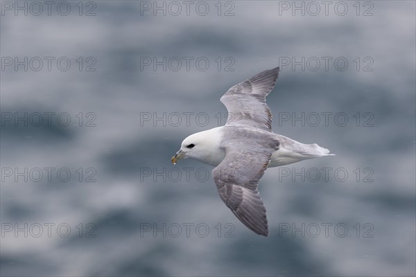 Northern Fulmar (Fulmaris glacialis) in flight