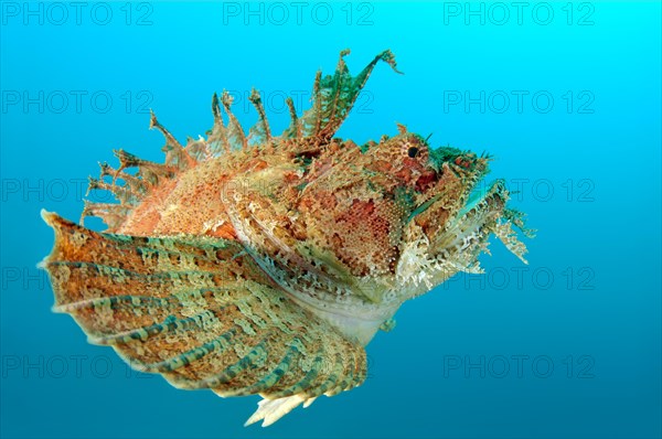 Sea Raven (Hemitripterus villosus)